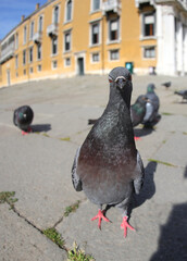 urban pigeon looking straight at the camera square of the european city