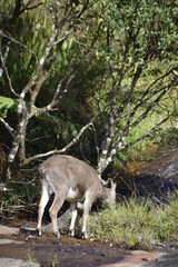 From the Eravikulam National Park, Munnar