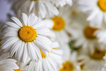 Obraz na płótnie Canvas White daisy flowers as a summer background