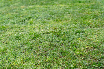 Freshly cut grass green lawn texture