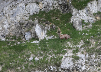 camouflaged chamois among the rocks of the mountain