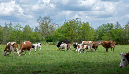 Fototapeta na wymiar Cows in meadow. Countrylife. Uffelte Drenthe Netherlands. Winkelsteeg. 