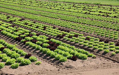 cultivated field with green lettuce heads on fertile sandy soil