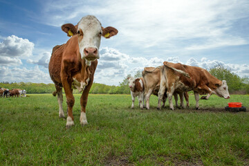 Naklejka na ściany i meble Cows in meadow. Countrylife. Uffelte Drenthe Netherlands. Winkelsteeg. 