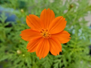 orange flower in the garden