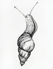 Ink sketch of the snail © Anastasiya