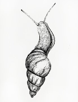 Ink sketch of the snail