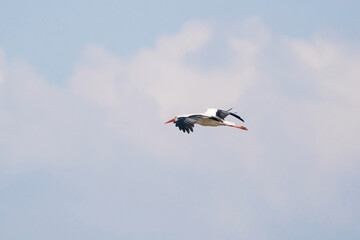 White stork flies against a blue sky with white clouds. Red beak and orange legs. Copy space