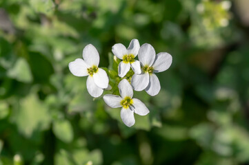 Arabis caucasica white flowering plant, group of springtime flowers in bloom