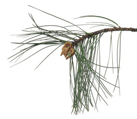 Austrian pine tree (Pinus nigra) twig with seeds isolated on white background, clipping path