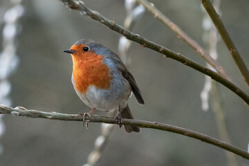 Fototapeta premium Robin perching on branch against neutral coloured background