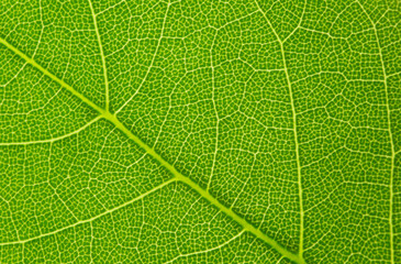 Macro nature. Green leaf background.