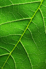 Obraz premium Macro nature. Green leaf background.