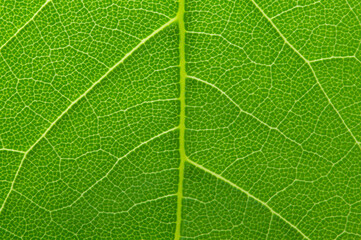 Macro nature. Green leaf background.