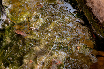 close up of algae in a pond