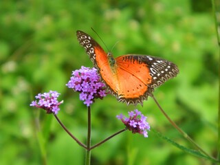 butterfly on flower