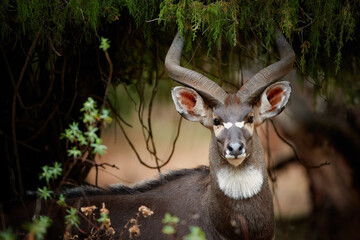 Portrait of endangered animal. A big spiral horns antelope, Mountain nyala, Tragelaphus buxtoni in...