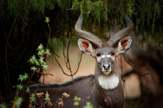 Portrait of endangered animal. A big spiral horns antelope, Mountain nyala, Tragelaphus buxtoni in forest natural environment, looking at camera. Harenna forest, Bale Mountains,  travelling Ethiopia.