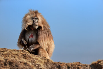 Hairy monkey Gelada Baboon - Theropithecus gelada isolated against blue sky. Beautiful, high mountaneos endemic primate, wild animal from unesco site Simien mountains. Traveling Ethiopia.