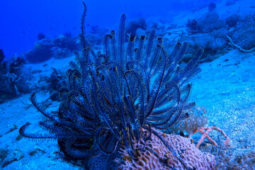 underwater scene / coral reef, world ocean wildlife landscape