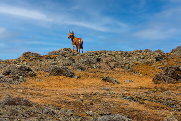 Silhouette of very rare animal, Ethiopian wolf, Canis simensis, standing on rocky horizon against blue sky. Sanetti Plateau. Direct view. Bale Mountain national park, traveling Ethiopia.