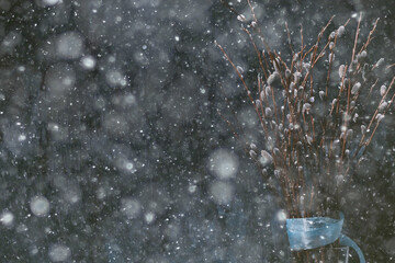 pussy-willow willow / branches bloom, spring concept, Easter holiday, background