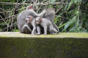 Fototapeta premium Parenthood of monkey