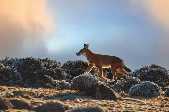 Endangered Ethiopian wolf, Canis simensis, orange and white canine beast, silhouette on rocky cliff against sunrise. Sanetti Plateau. Frosty morning, hoarfrost. Bale Mountains, travel around Ethiopia.