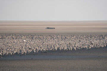 Flock of Lesser Flamingos chicks or sub adults along from Wetlands of Khadir Island, Greater Rann of Kutch, India