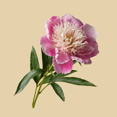Beautiful Japanese shaped peony flower with pink petals and delicate yellowish stamens isolated on a beige background.