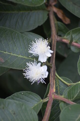 Guava tree flower 