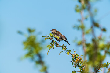 Female Red-Winged Blackbird on a branch
