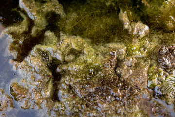 close up of algae in a pond