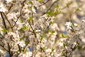 Spring background with beautiful blooming flowers