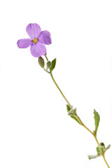 Naklejka na ściany i meble Lilac violet flower isolated on white background.