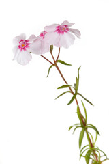 Pink phlox flower isolated on white background.