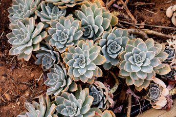 close up of a cactus
