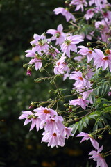 満開の皇帝ダリア
