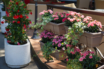 Fototapeta na wymiar Carnation flowers in pots, outdoor decor.