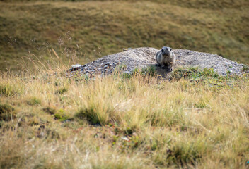 Groundhog on the Emparis plateau