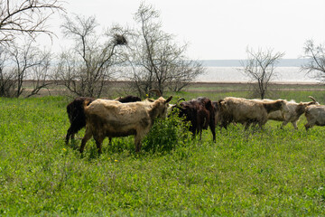 Domestic goats graze in the meadow near the lake among the green grass.