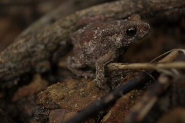 frog
