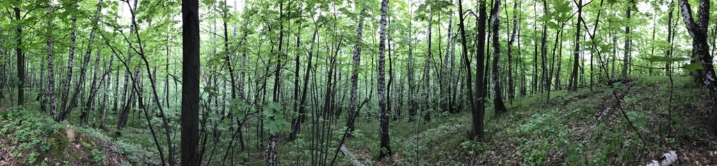 forest ponarama. Beautiful forest . Shooting ponarama