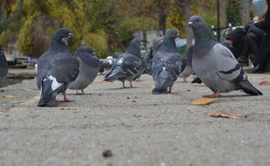 water birds and city birds in southern Chile