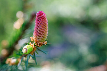 a young female cone of an ordinary spruce, it is pink and its scales invitingly open in anticipation of pollen.