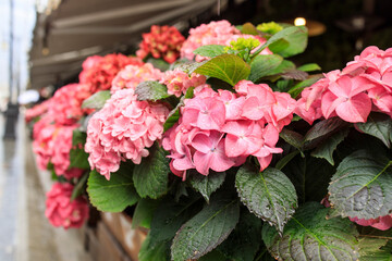 Ornamental hydrangea and petunia bushes in large outdoor pots line the border of outdoor cafes