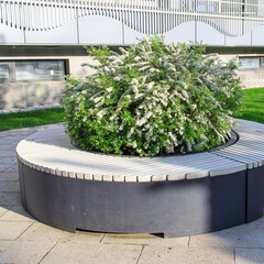 Blooming spirea bushes inside gray wooden benches in a recreation park.