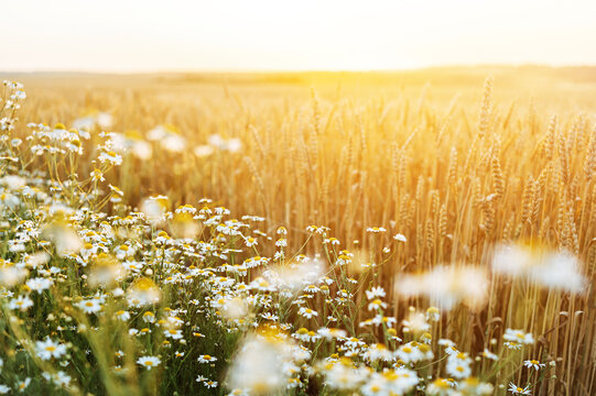  Wheat and  chamomile field. Ears of golden wheat. Beautiful Nature Sunset Landscape. Rural Scenery under Shining Sunlight. Background of ripening ears of wheat field. Rich harvest Concept.