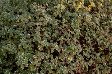 green moss background