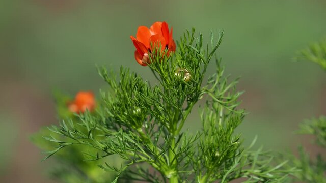 Red orange flower of the Summer pheasant's-eye plant, Adonis aestivalis